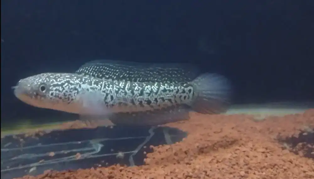 Asiatica kalimaya full spot