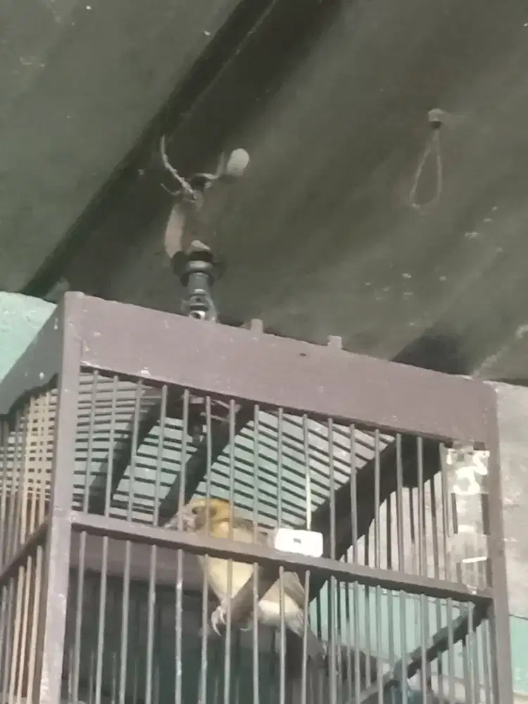 Burung manyar palkun rajin