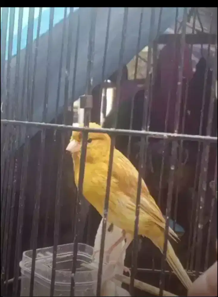 Kenari beti 2ekor ud bertelur ngerem sarang