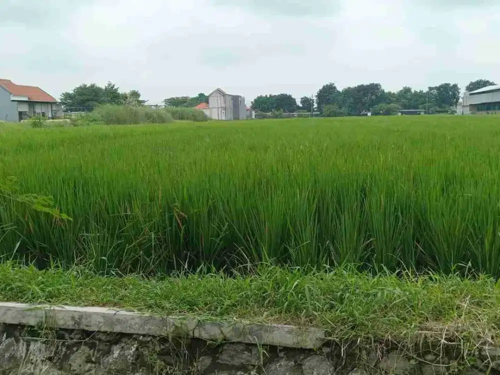 Dijual Tanah Luas 2.200m² Balongbendo Sidoarjo