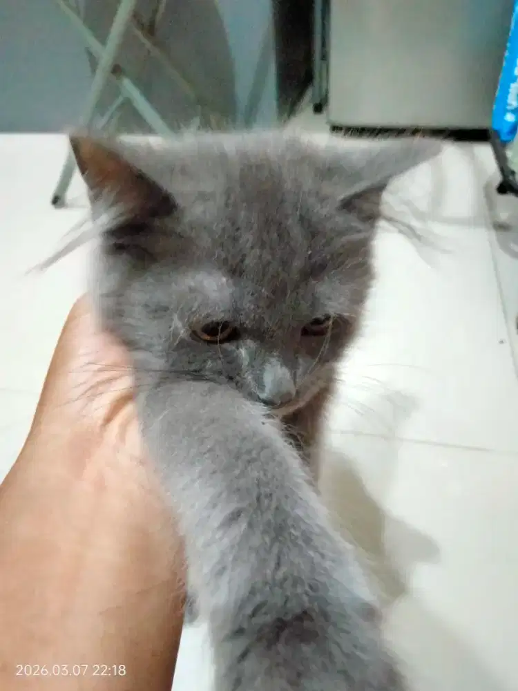 Adopsi kucing campuran persia