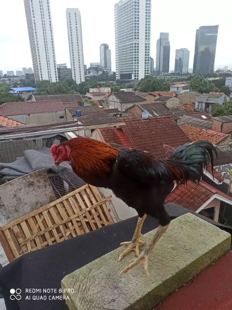 Ayam bangkok muda