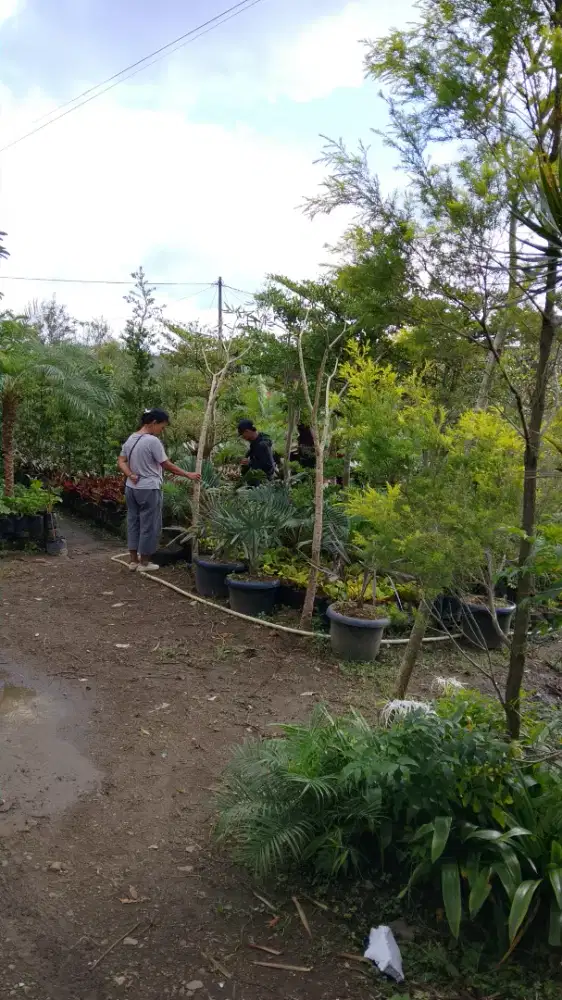 Jual Tanaman Hias Termurah