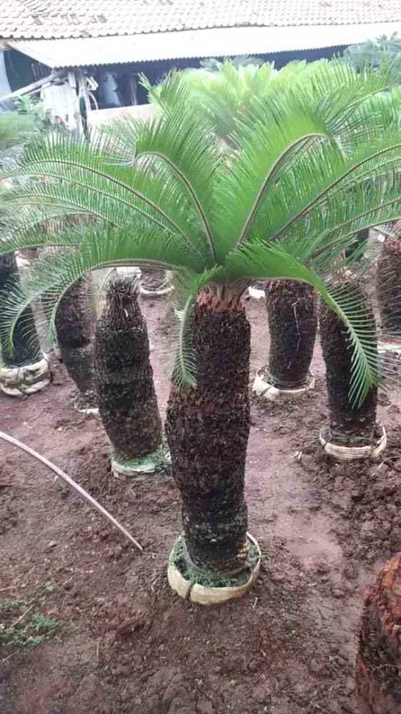 Jual Tanaman Hias ( sikas )