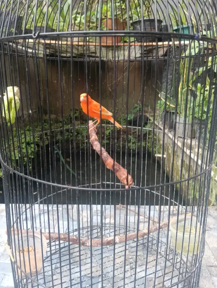 Burung Kenari merlok