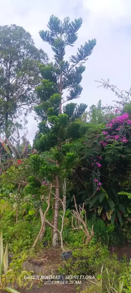 Jual Tanaman Cemara tinggi 5 meter