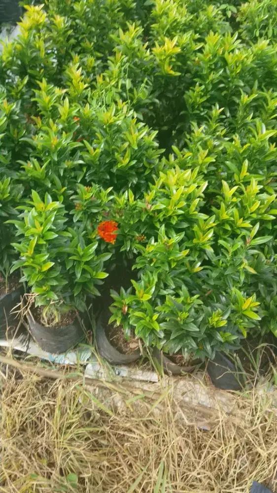 Jual tanaman hias ( Asoka )