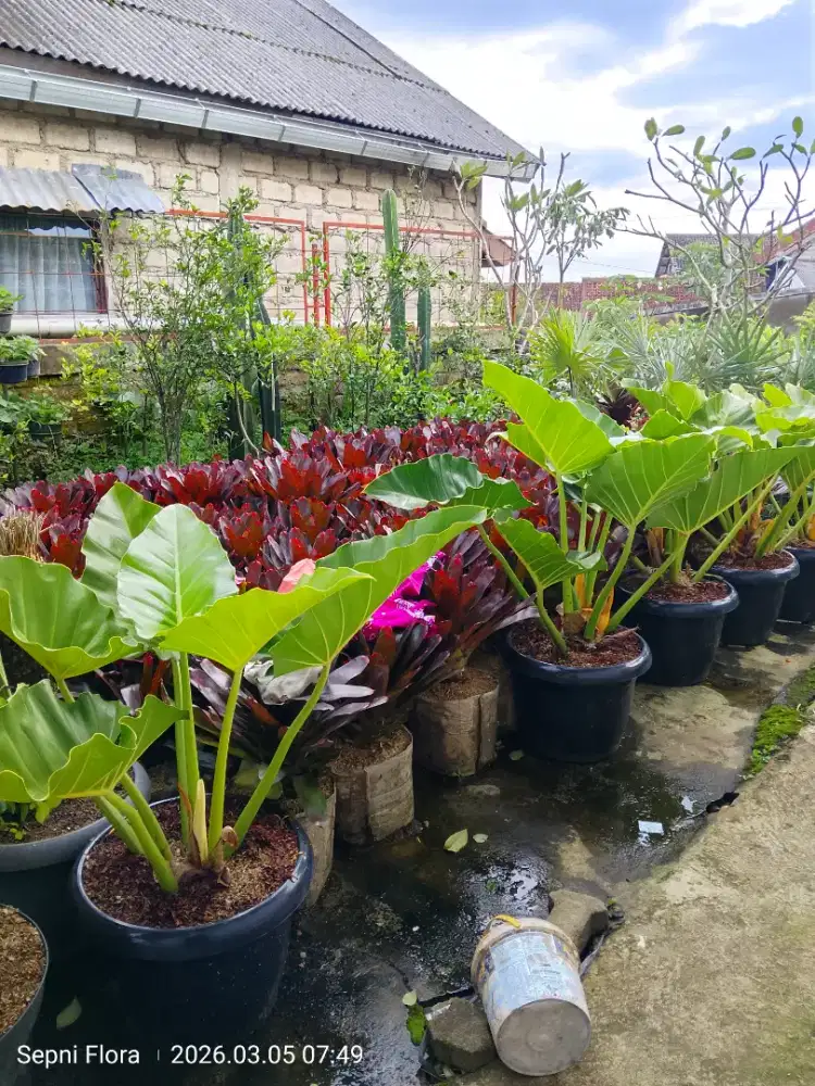 Tanaman Bromelia Mawar