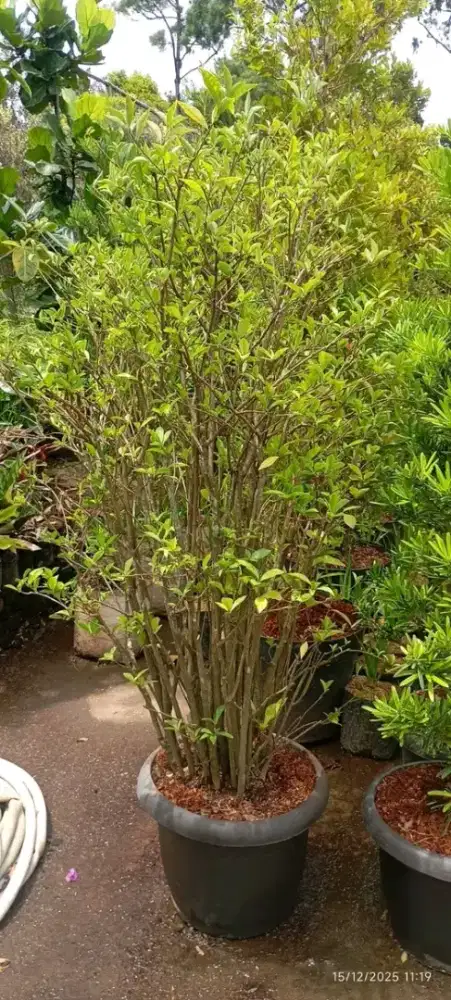 Tanaman Anggur Brazil