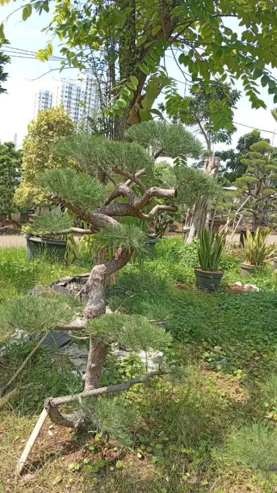 Jual tanaman bonsai