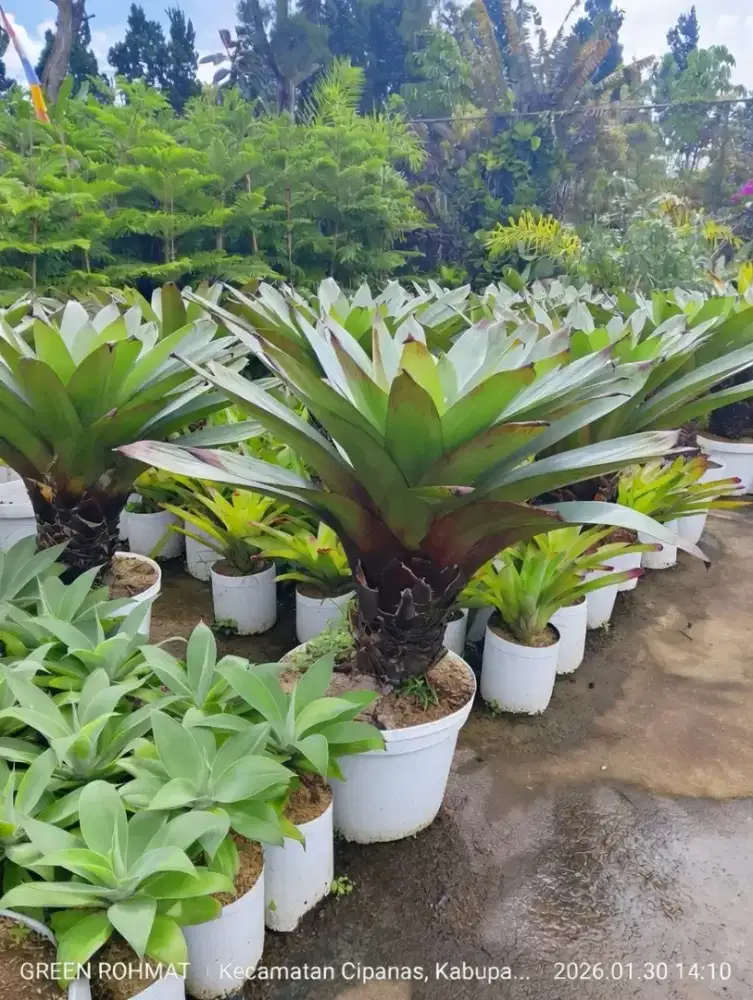 Jual tanaman Bromelia gaint