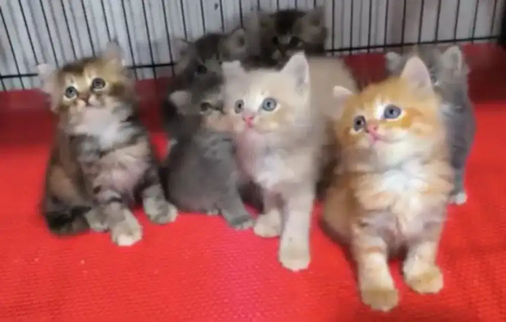 Ready Kitten Persia lucu lucu