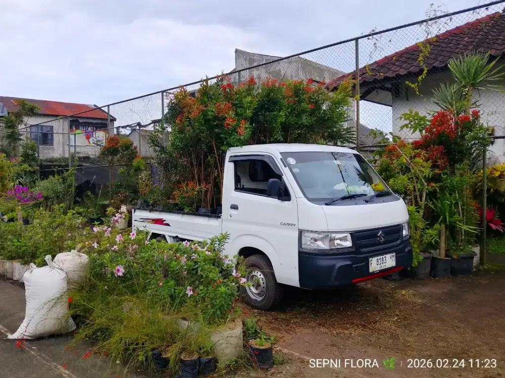 Jual tanaman pucuk merah