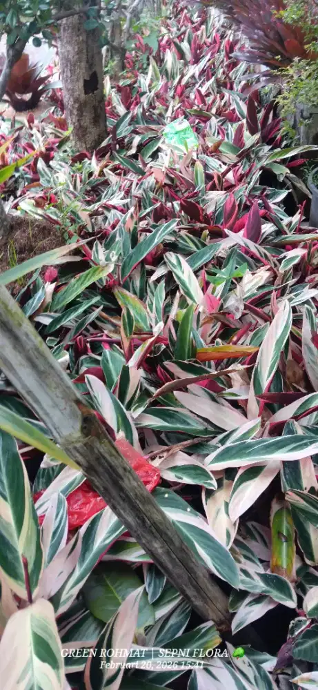 Tanaman Maranta bali