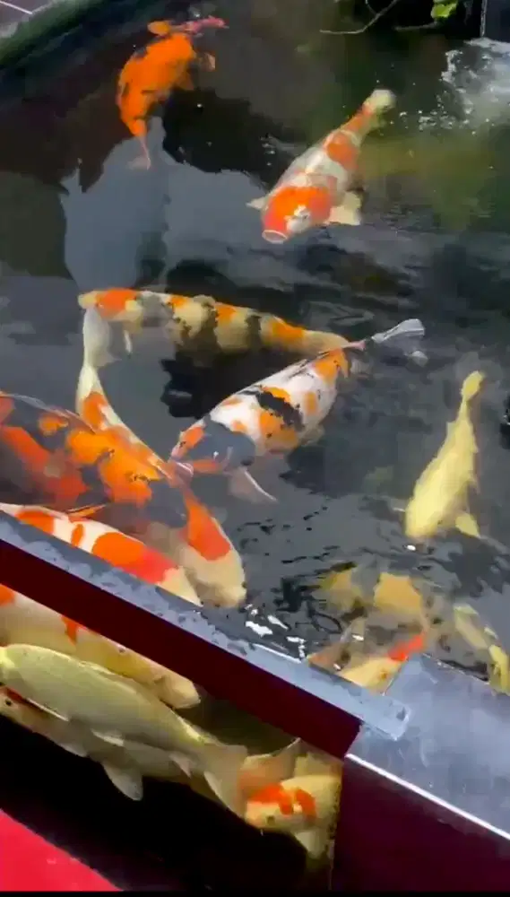 Ikan Koi Import dan Blitar