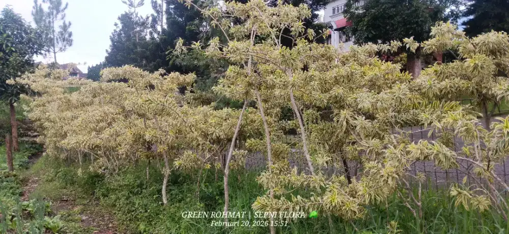 Jual tanaman termurah