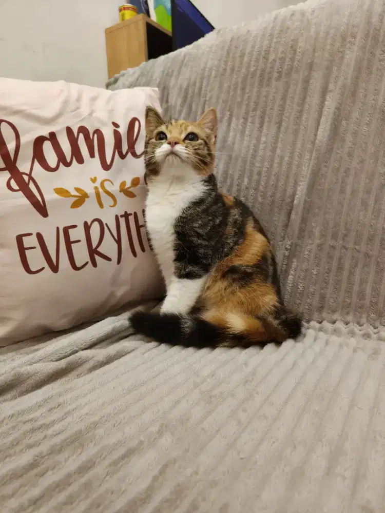 Kucing BSH mix scotish betina 5 bulan