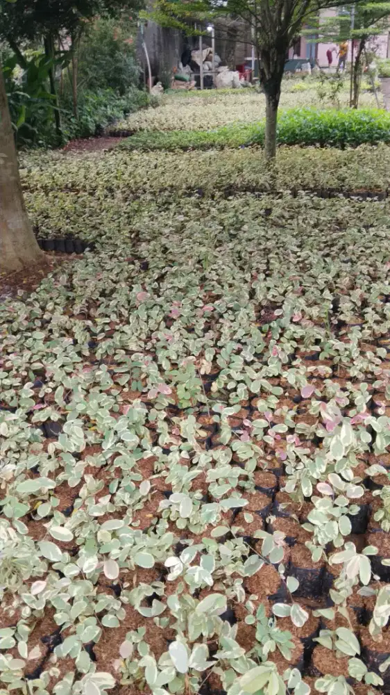 Jual tanaman pretty pink