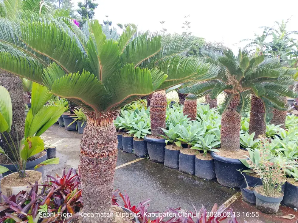 Jual tanaman hias Harga petani