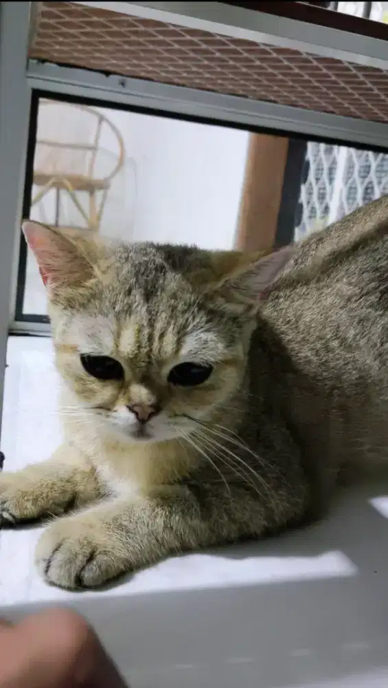 Kucing bsh golden hamil dengan jantan munchkin