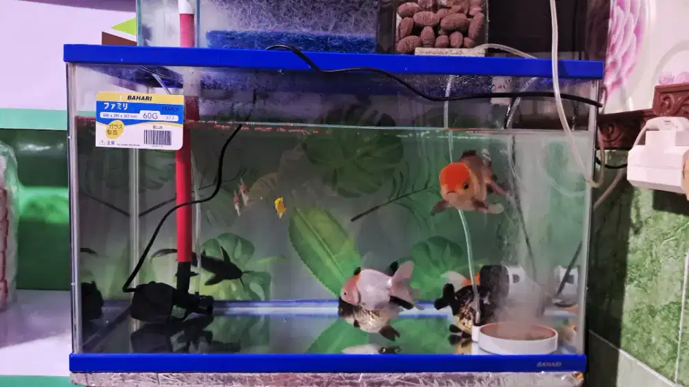 Aquarium set mau mudik banyak bonus