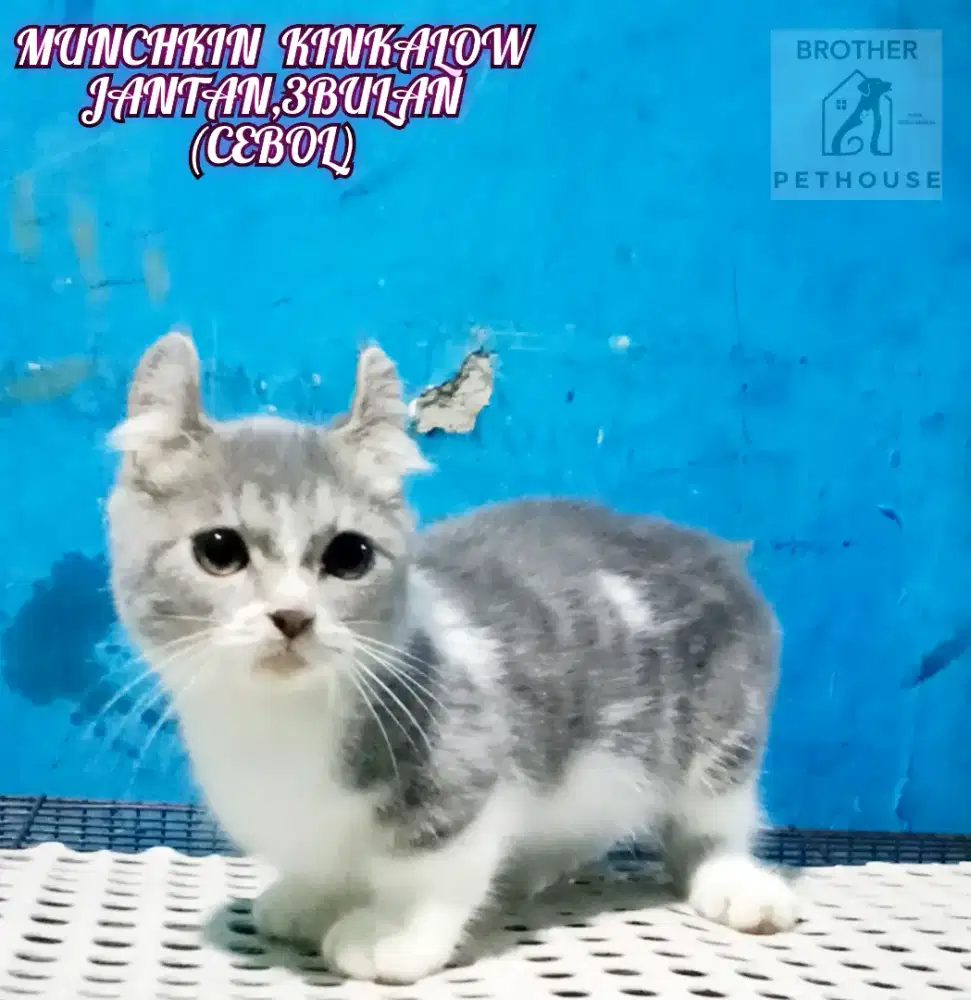 MUNCHKIN KINKALOW JANTAN