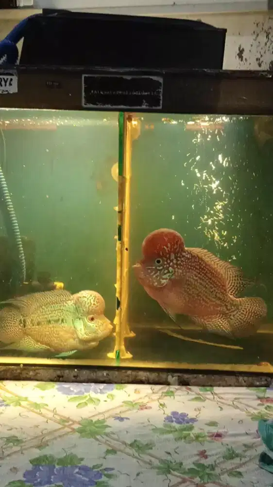 Ikan Louhan Kamfa Mata putih