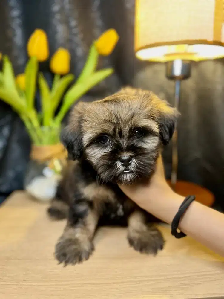 shihtzu betina 1,5 bulan