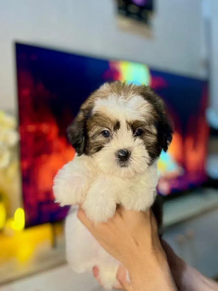 shihtzu betina 1,5 bulan