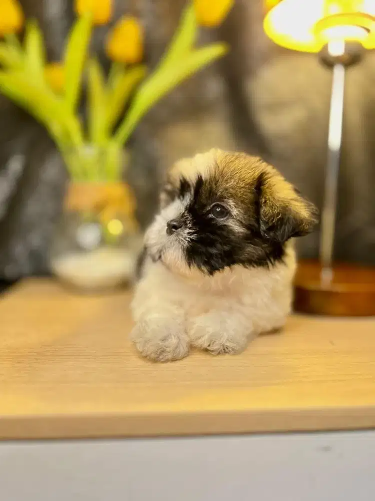 shihtzu betina 1,5 bulan