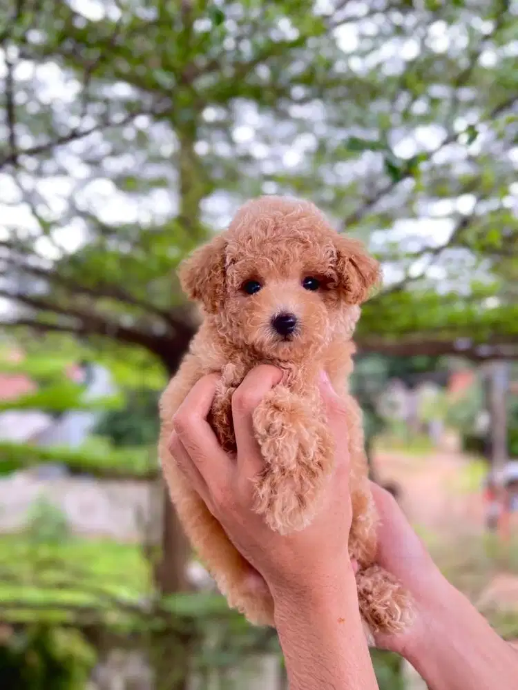 tiny poodle jantan stambum