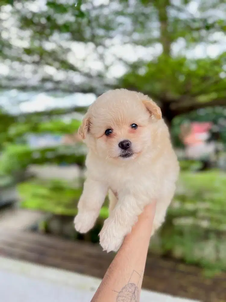 minipom betina 2 bulan