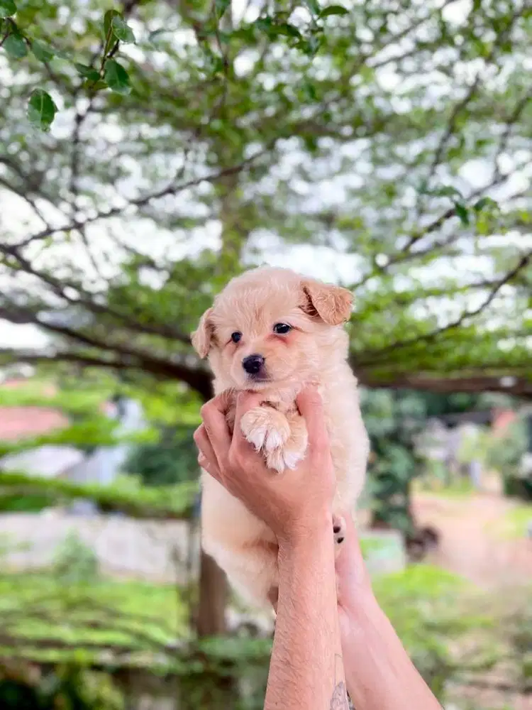 minipom jantan 1,5 bulan