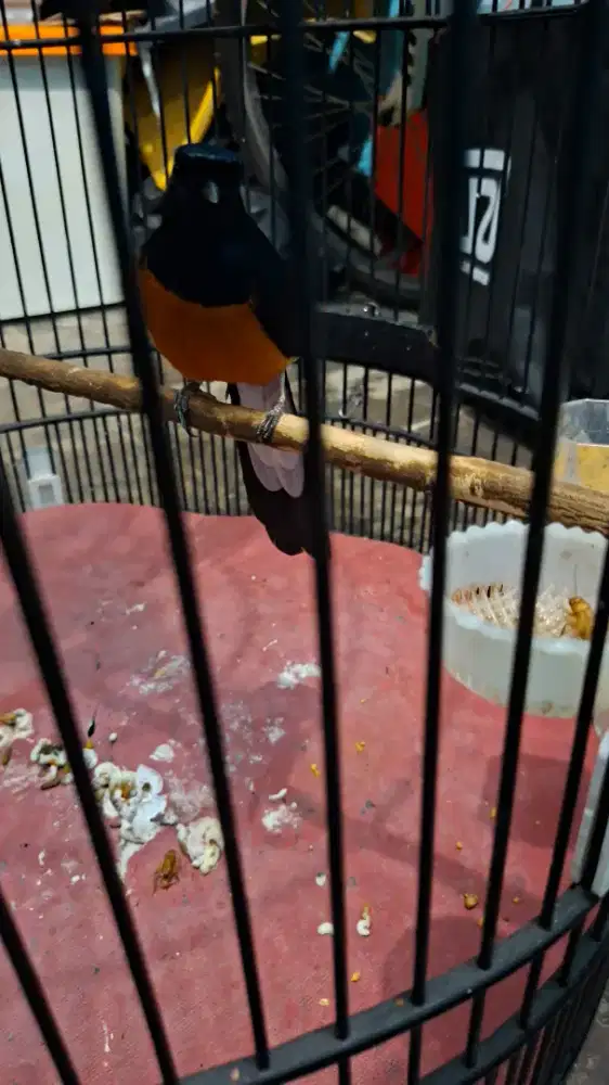 Murai kaki hitam ring