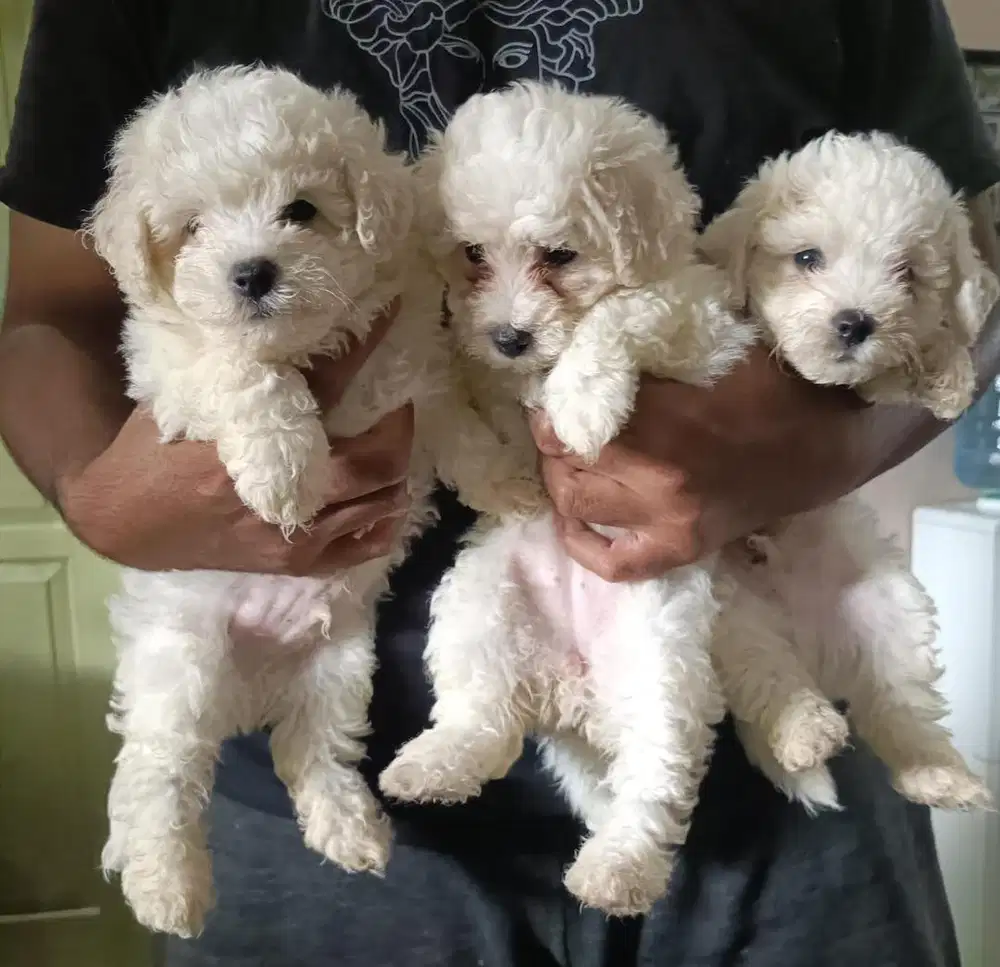 Anjing / puppies maltipoo cute