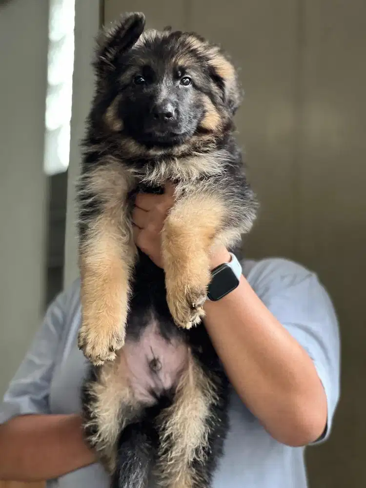 Puppies / anjing herder jantan longhair super