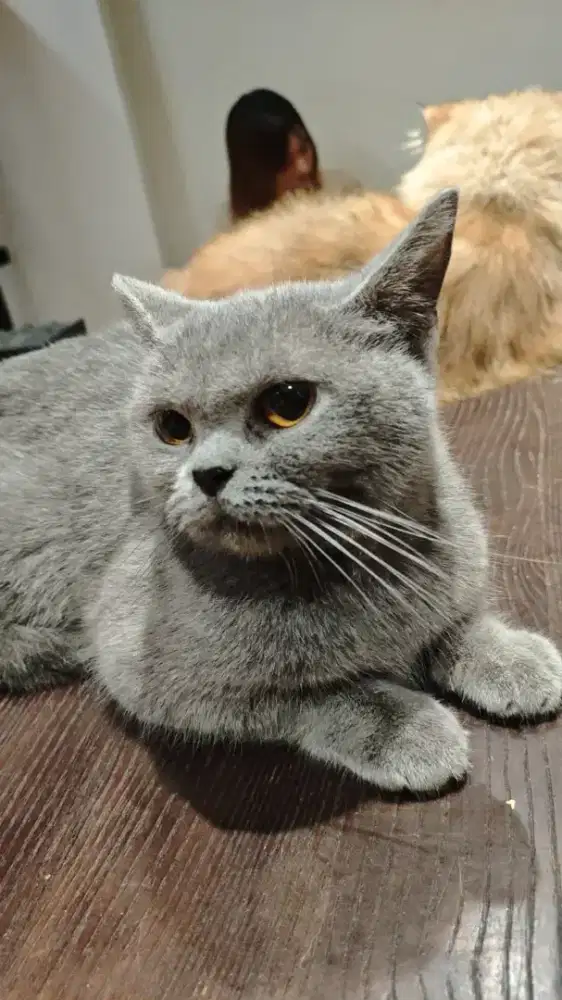 BSH Blue solid Betina