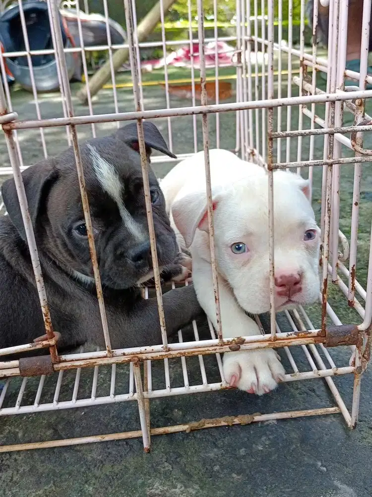 Anjing / puppies american bully