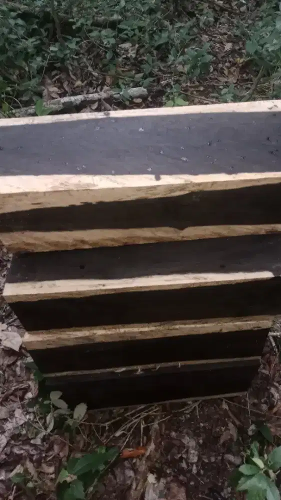 Kayu Arang Ebony Sulawesi