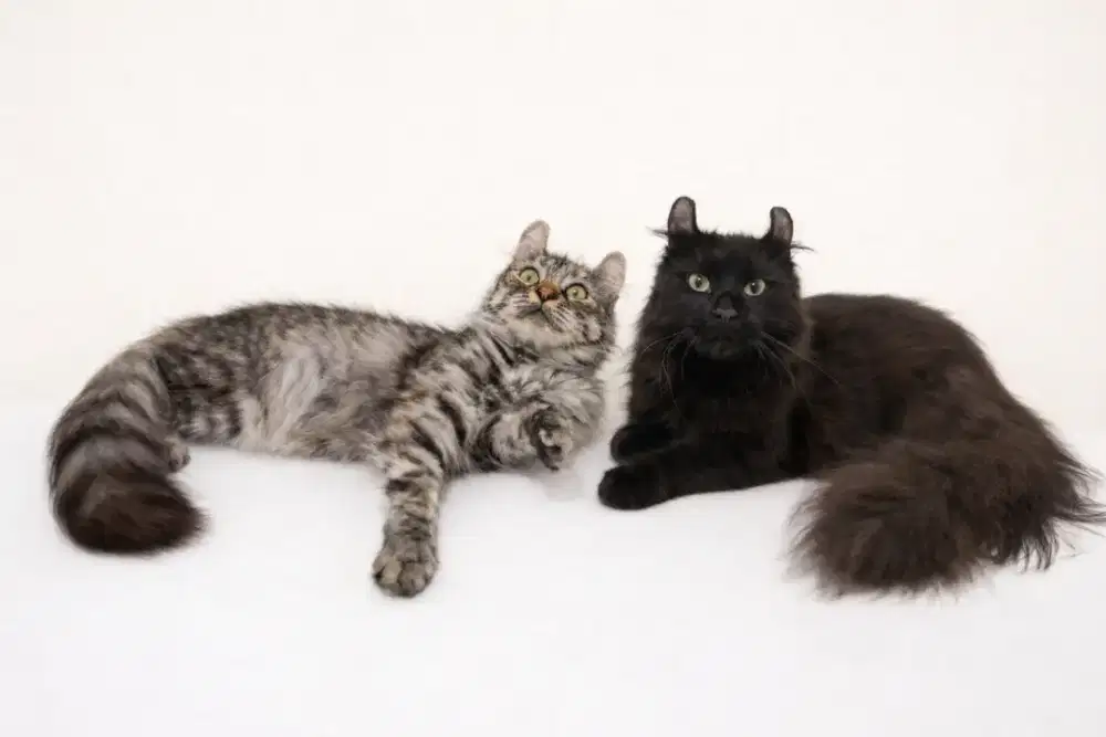 Kucing american curl / kitten acl / American curl / curl