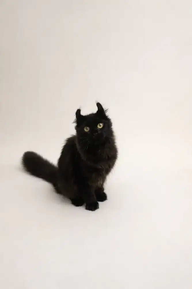 Kucing american curl / kitten acl / American curl / curl