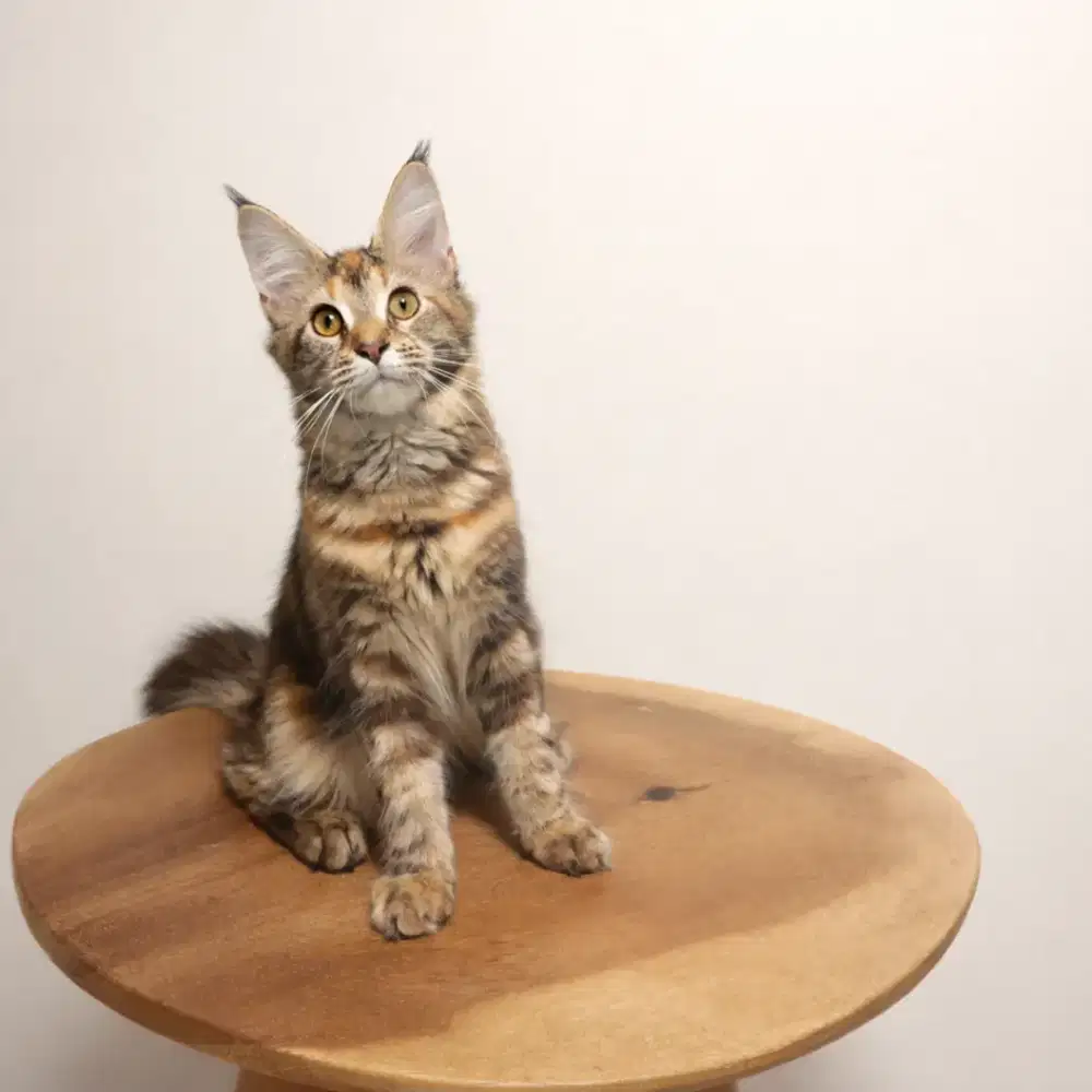 Kucing maine coon / kitten mainecoon / mc / mco / pedigre / ped