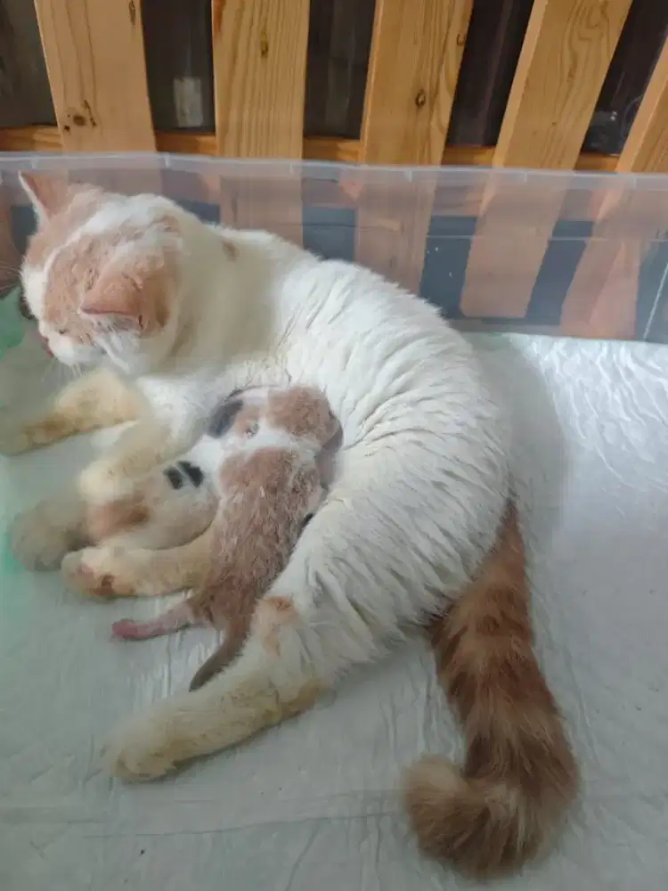 Borongan BSH Line Cinnamon