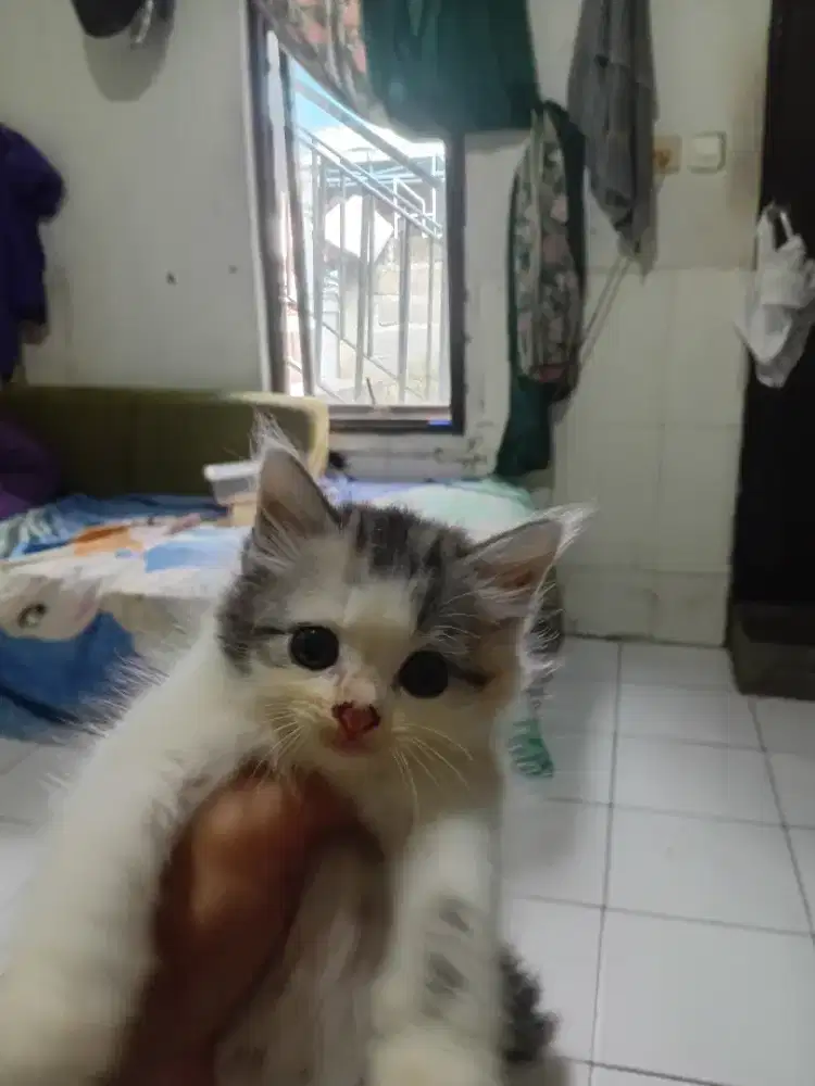 Sepasang kitten Persia longhair umur 2bln sehat