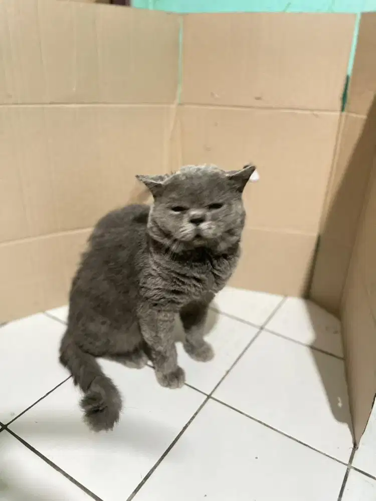 Bsh  jantan ped cfa kondisi jamur