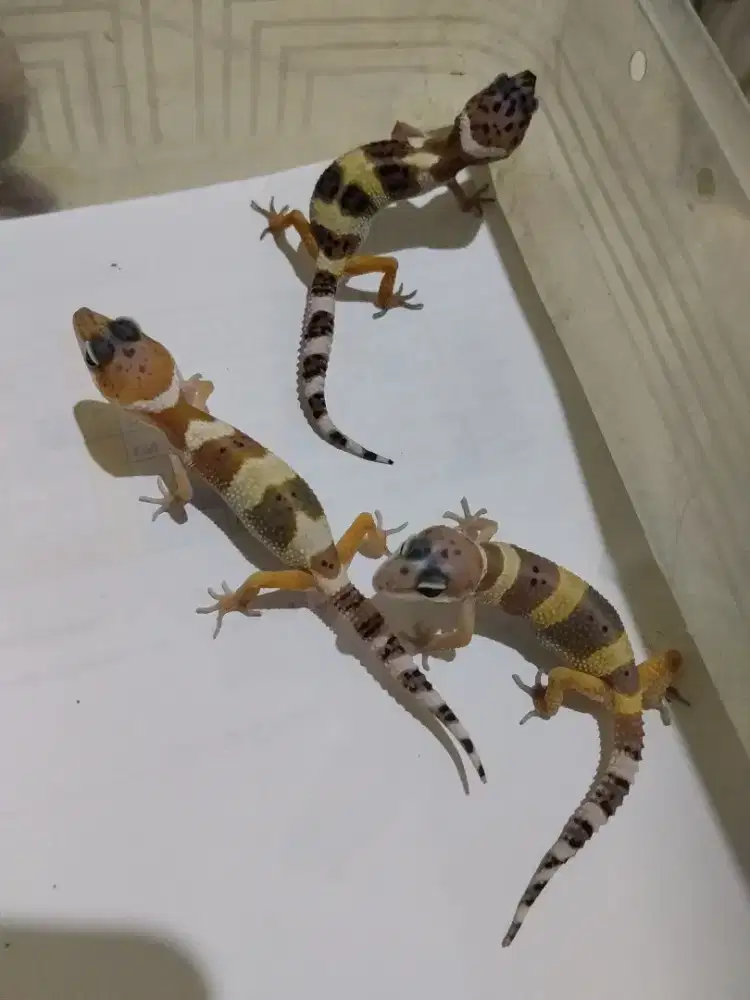 Borongan 3 ekor baby gecko