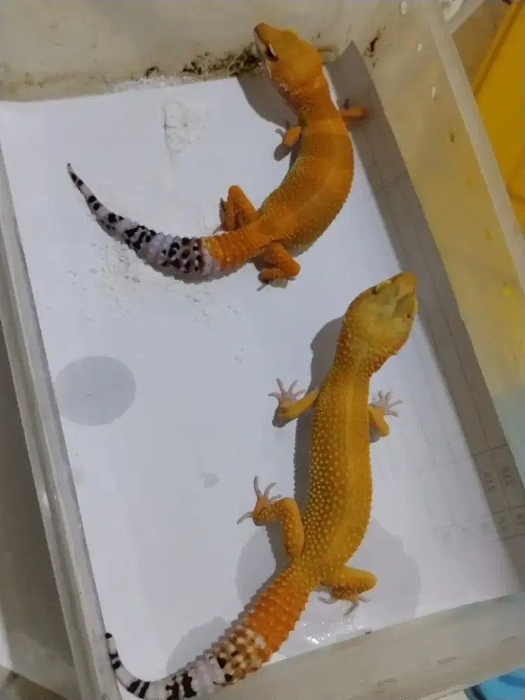 Sepasang leopard gecko dewasa