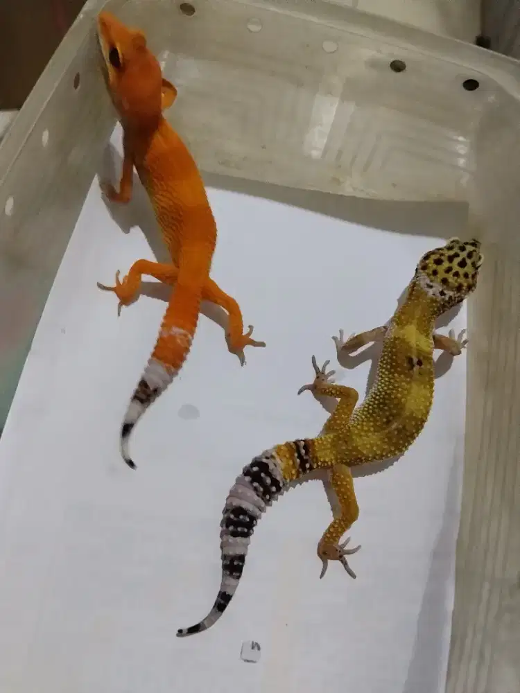 Borongan 2 ekor gecko remaja