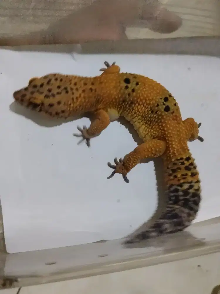 Leopard gecko jumbo jinak