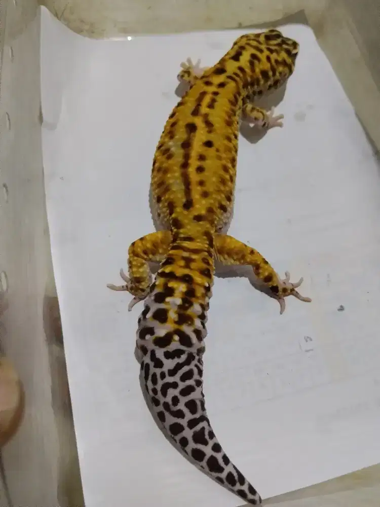 Leopard gecko jumbo jinak